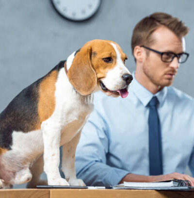 Beagle Financial Services: A Modern Solution for Managing Your 401(k) and Retirement Savings 